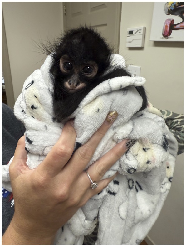 Expert veterinary care by Ward Veterinary Services in Tupelo, MS.